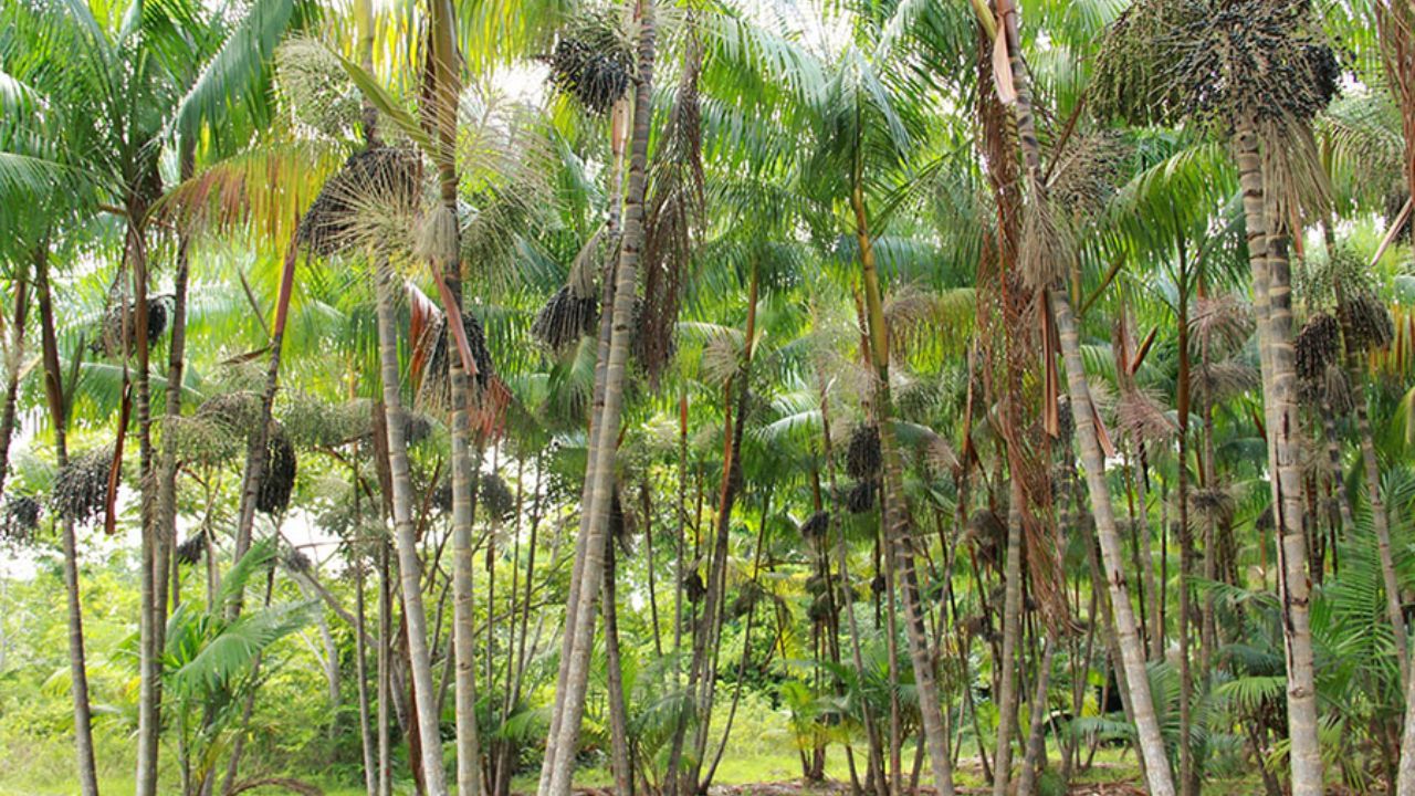 Açaí genome was sequenced by researchers from UFPA and Embrapa and can accelerate productive, resistant, and dry land-adapted cultivars.
