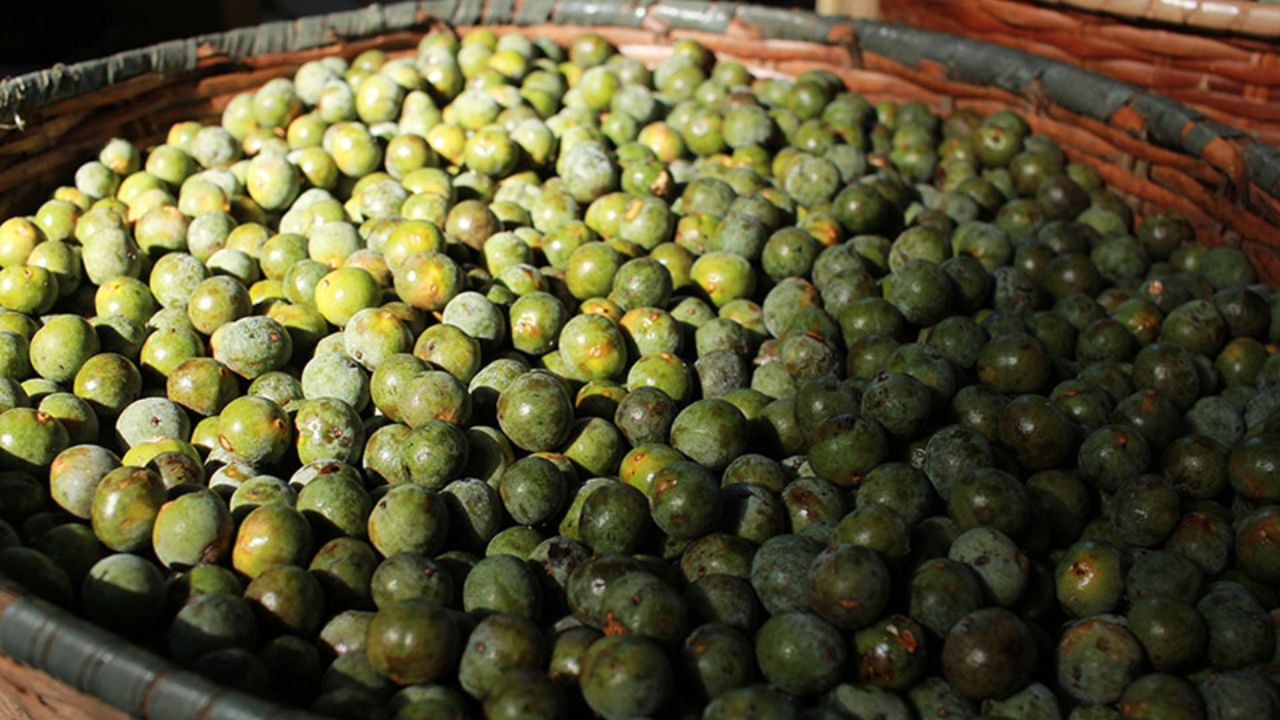 The açaí genome was sequenced by researchers from UFPA and Embrapa and can accelerate the development of productive, resistant, and adapted cultivars to firm land.