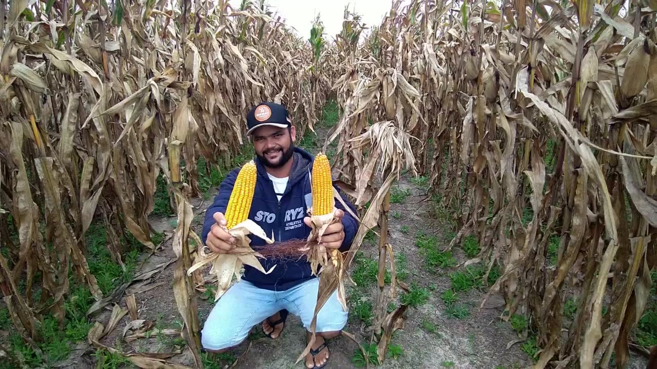 Antônio Albédio Soares saiu do Ceará, voltou após 25 anos e triplicou a produtividade do milho com o Prospera no semiárido nordestino.