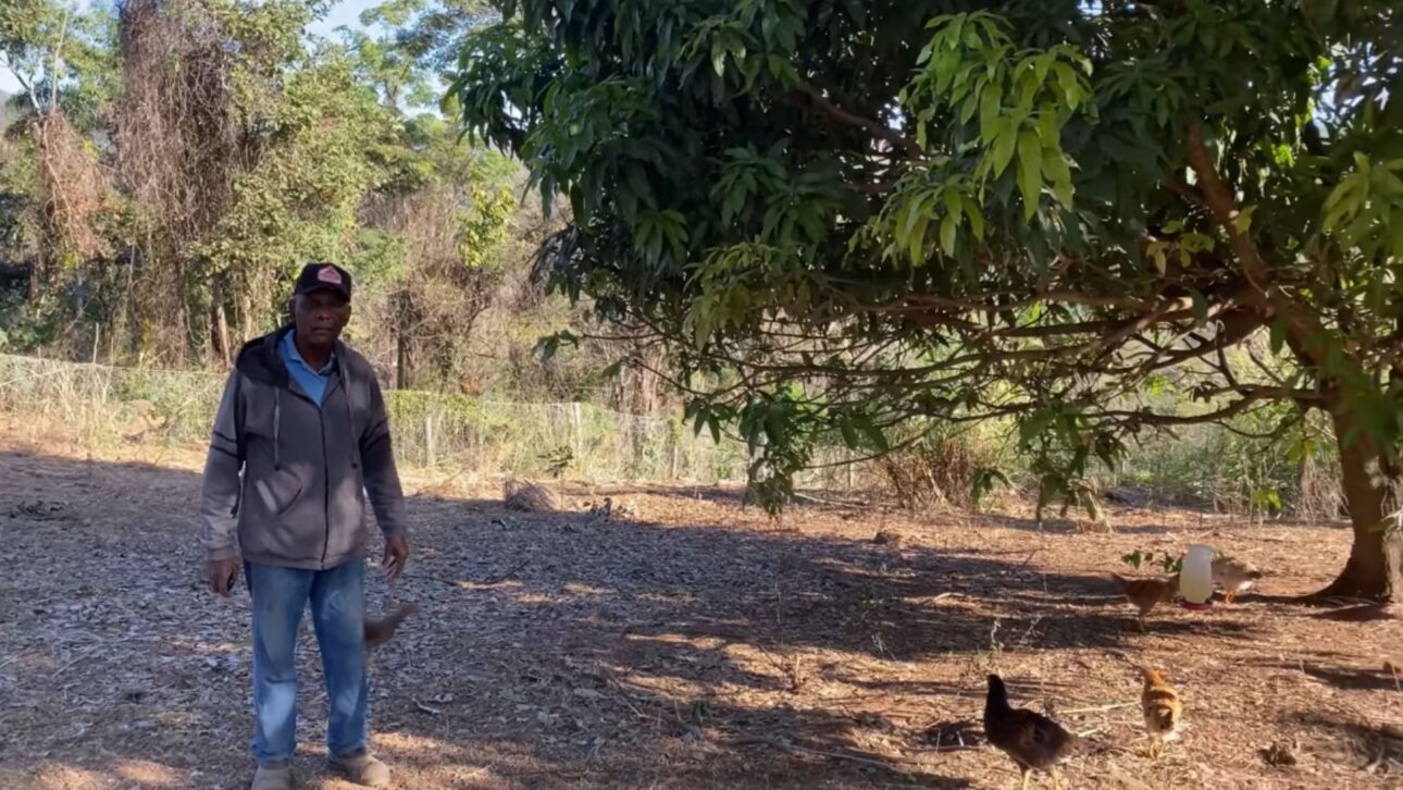 Produtor rural cuida de frangos caipiras em propriedade de 2,4 hectares cercada por horta, pomar e sistemas de produção sustentável no interior de Minas Gerais.