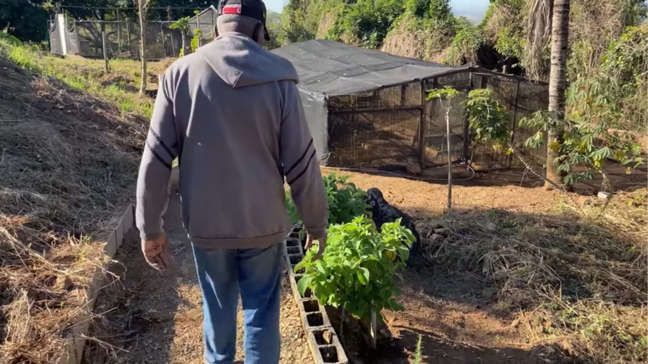 Agricultor de 79 anos alimentando frangos caipiras em pequeno sítio com horta, pomar e produção sustentável de alimentos em Minas Gerais.