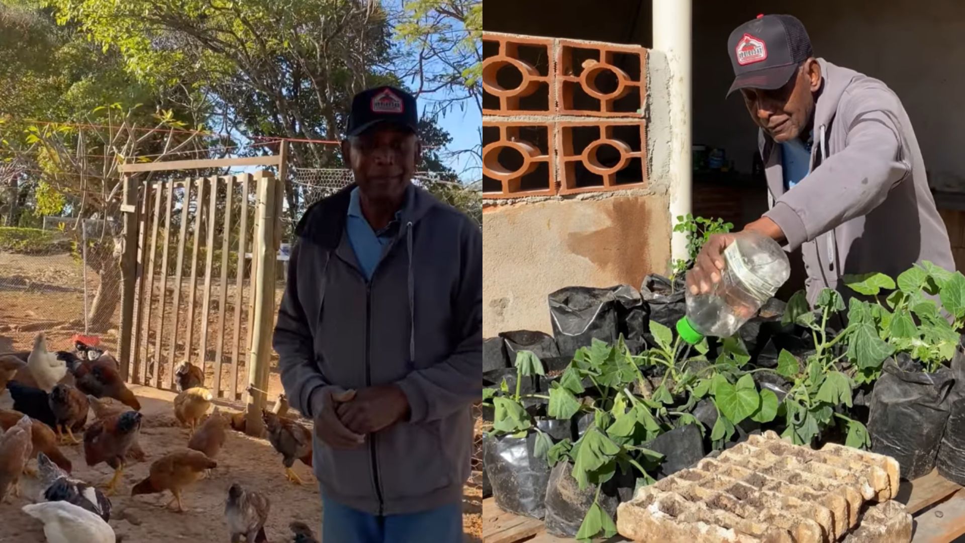 Agricultor de 79 anos alimentando frangos caipiras em pequeno sítio com horta, pomar e produção sustentável de alimentos em Minas Gerais.