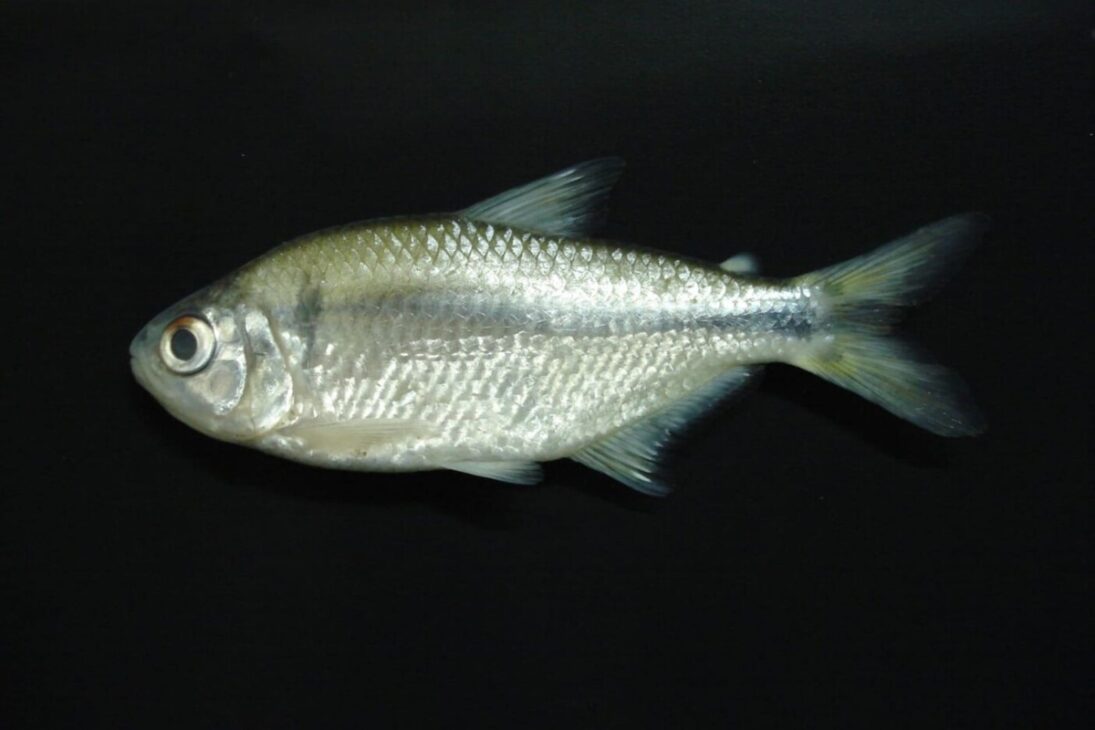 Lambari-miúdo em fundo escuro, peixe nativo estudado por sua capacidade de atuar como filtro ecológico em reservatórios.