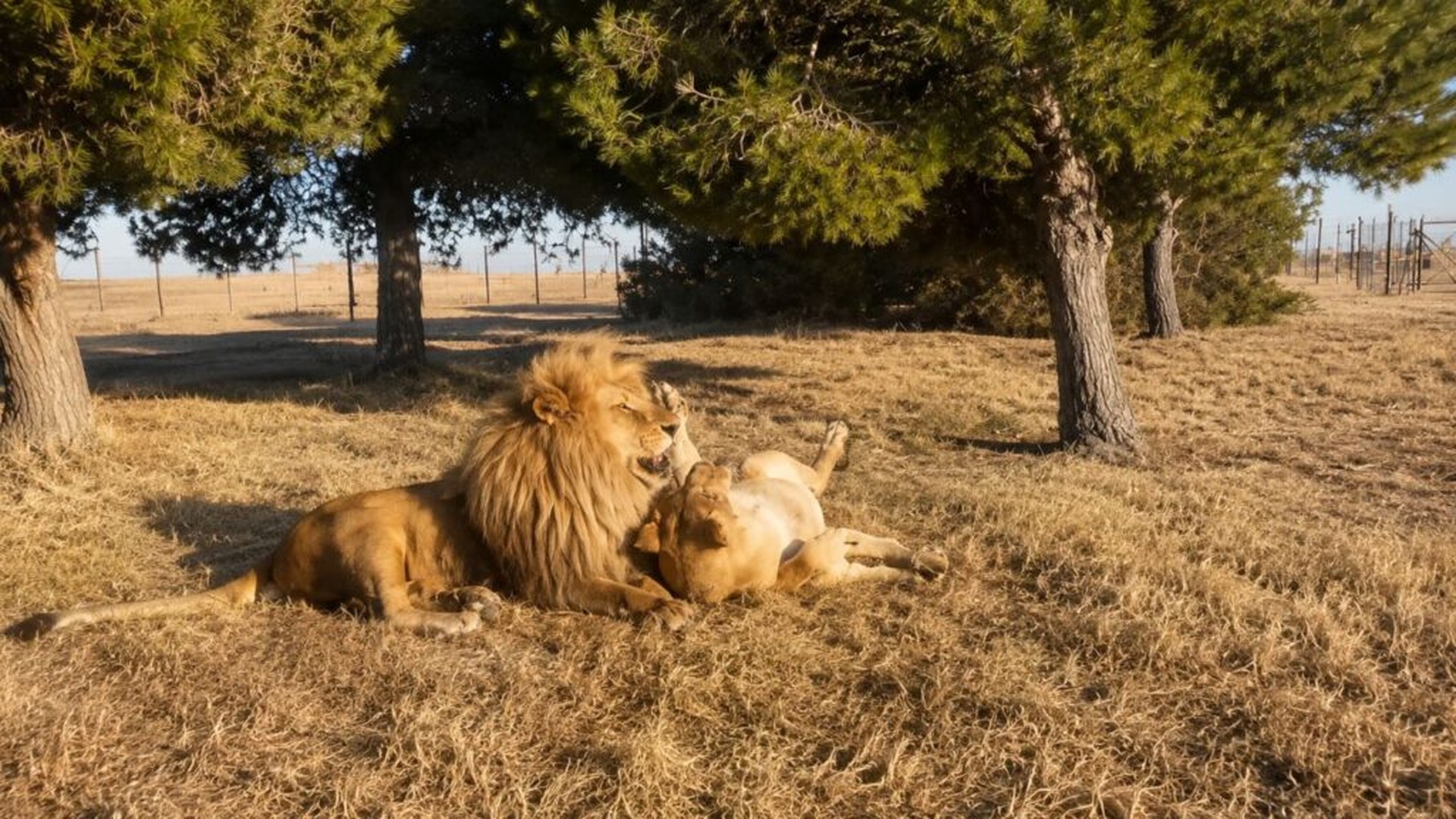 Resgatados de um circo, os leoes Tarzan e Tanya se reencontraram num santuario na Africa do Sul e pisaram na grama pela primeira vez; o reencontro emocionou o mundo.