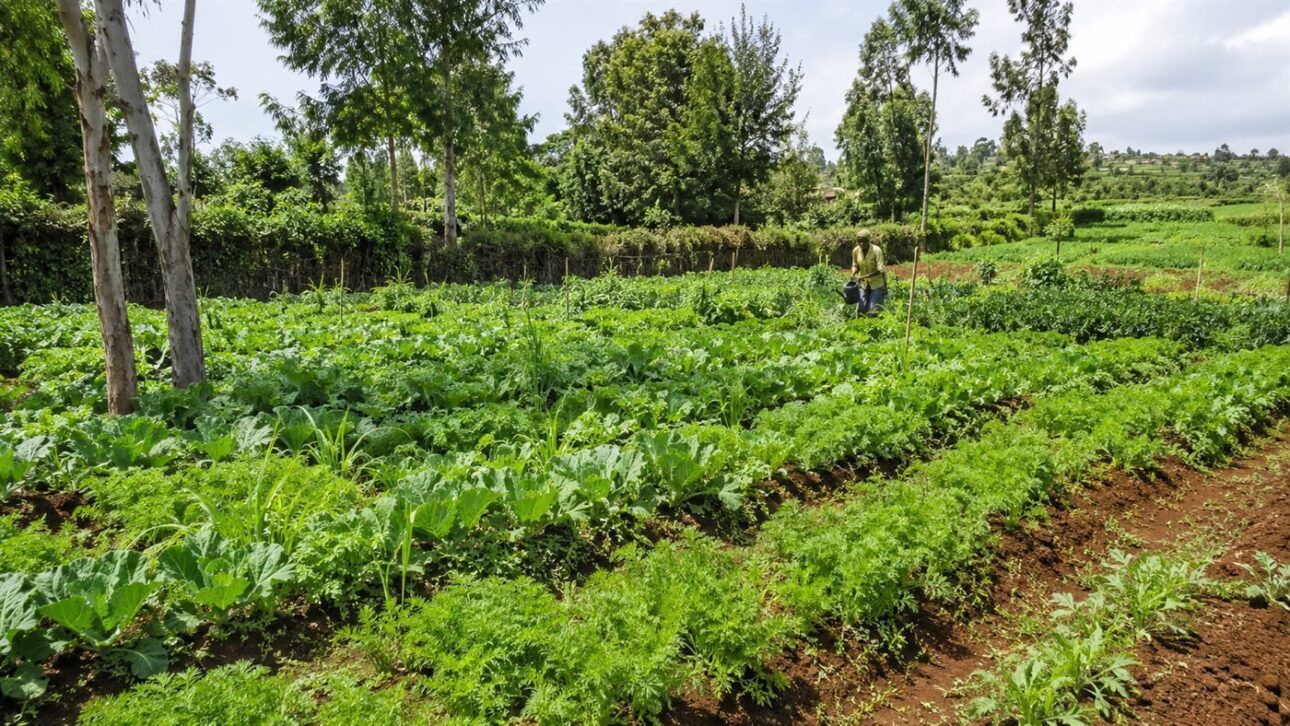 Pequena lavoura verde onde a técnica é aplicada, o tipo de terreno que ganha produtividade com o pó de rocha.