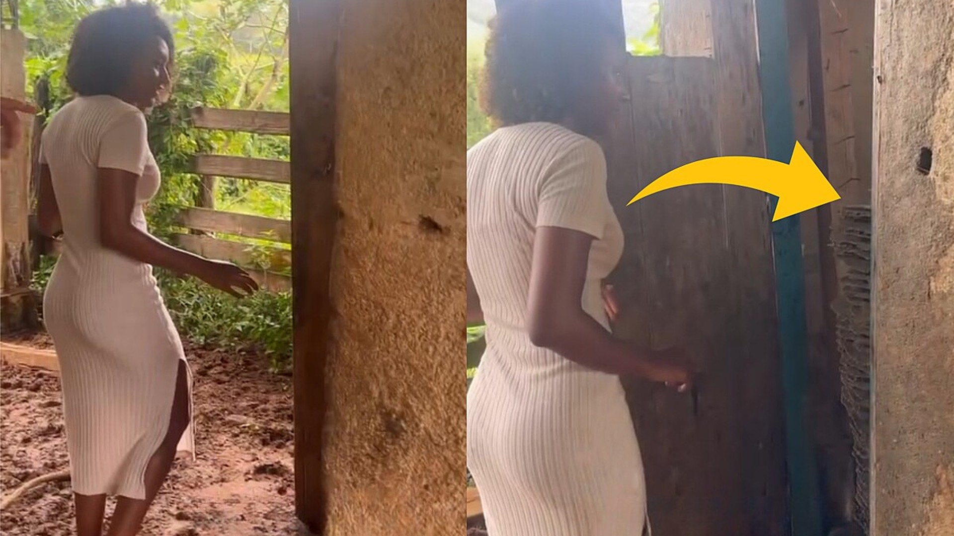 Família de Juiz de Fora encontra em quarto fechado um ninho de marimbondos de 67 andares feito de papel natural e transforma em decoração; o vídeo viralizou.