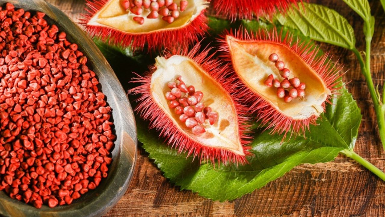 Descubra como a semente brasileira do urucum lidera a produção mundial de corantes naturais, impulsionando a economia agrícola de São Paulo.