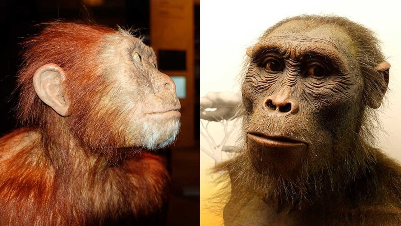 parente-humano-antigo-já-identificado