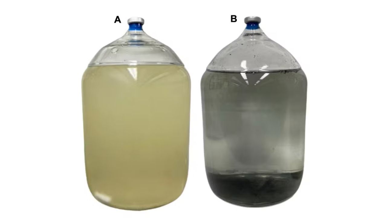 Bacteria that remove uranium eliminated about 95% of the metal dissolved in contaminated water and converted it into a stable chemical compound.