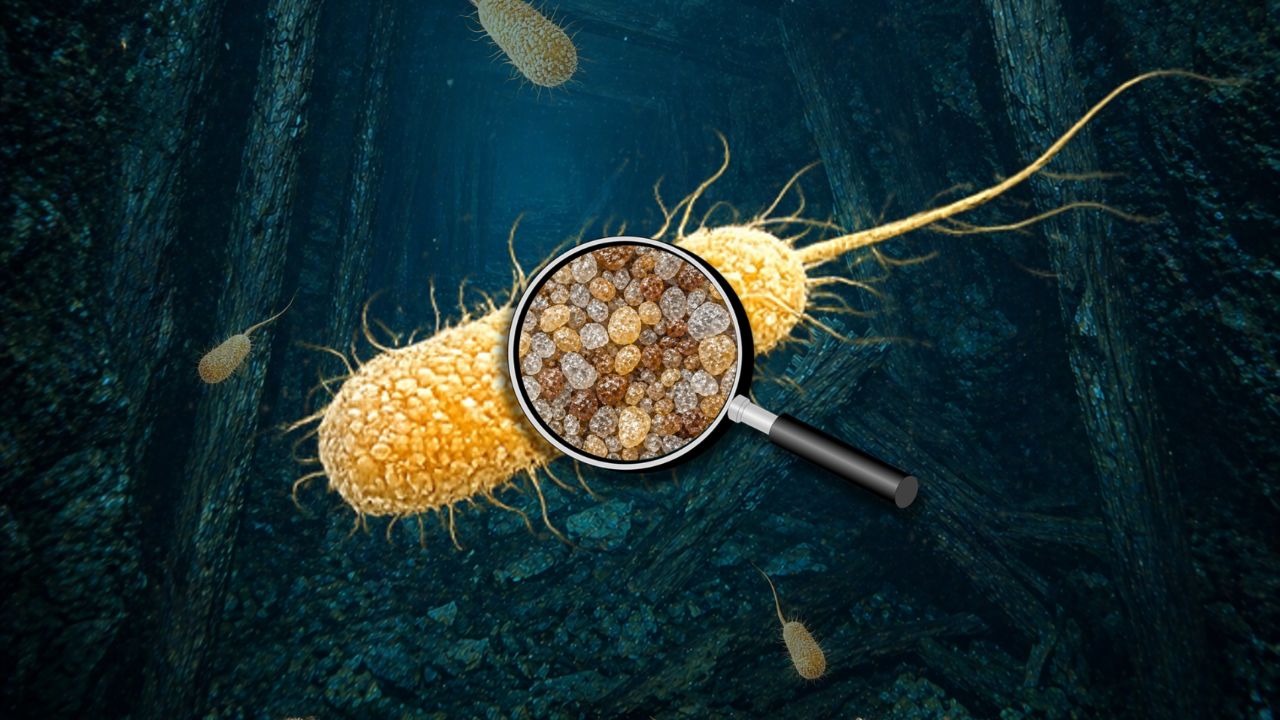Bacteria that remove uranium eliminated about 95% of the dissolved metal in contaminated water and converted it into a stable chemical compound.