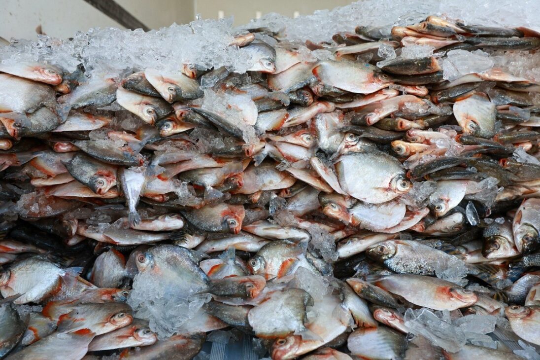 Fish stored on ice for distribution during the preventive plan against drought in Manaus.