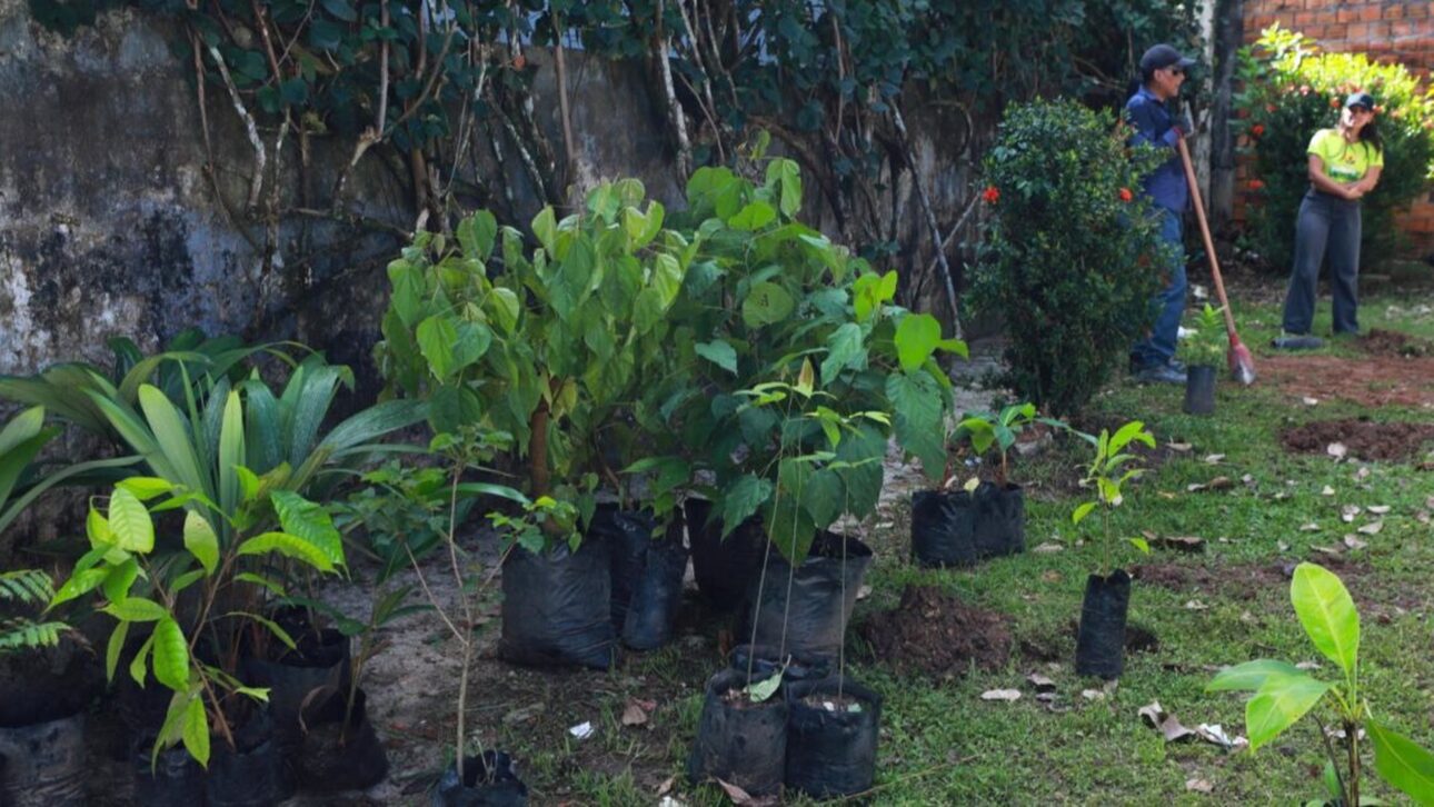Only 22.3% of houses in Belém have trees nearby, and the city hall decided to change the game: the "Plante Aqui" sends a team to plant for free on your street after a simple message, with a sapling in the ground within 15 days