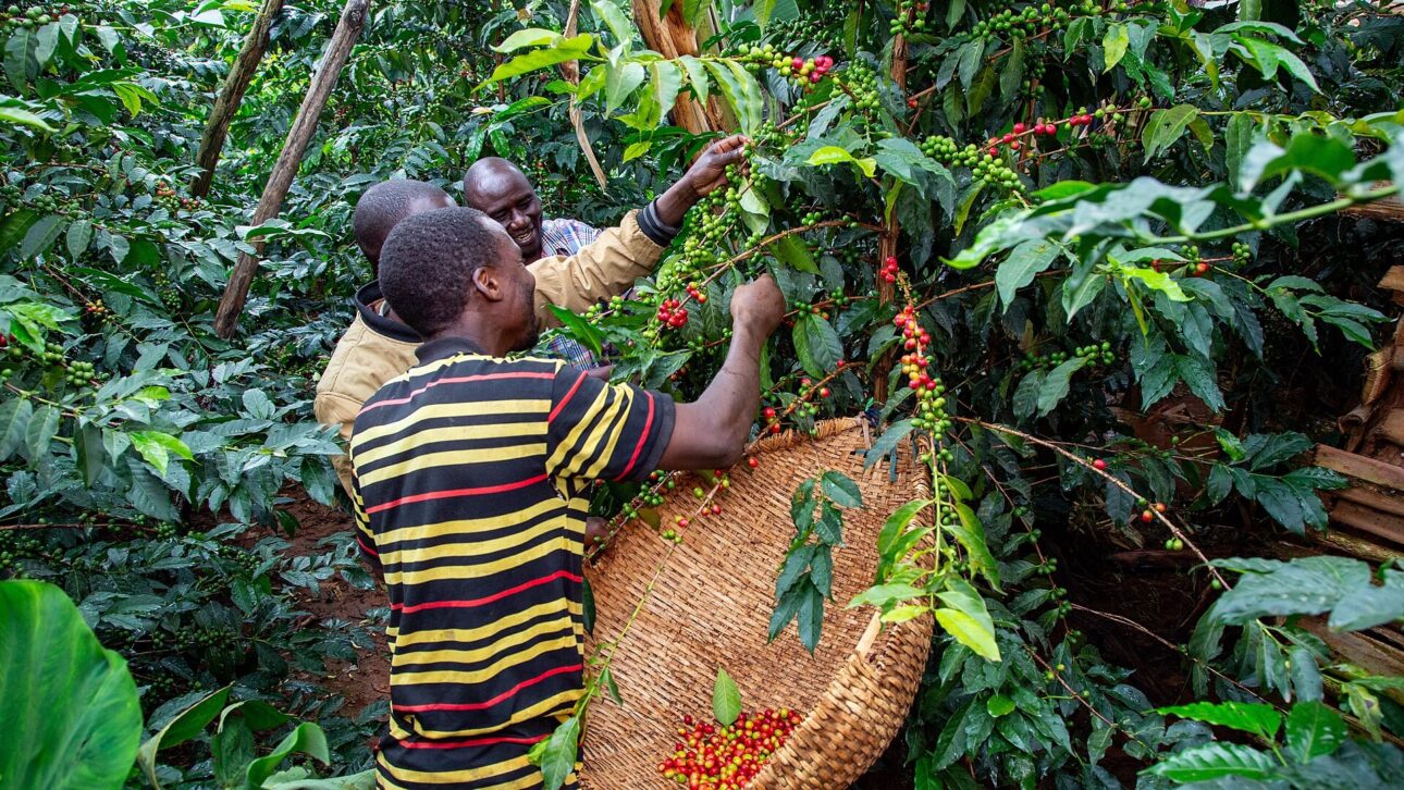 Farmers harvesting ripe coffee beans on the plant, a crop whose shelf price follows the value of the harvests. (Illustrative image)