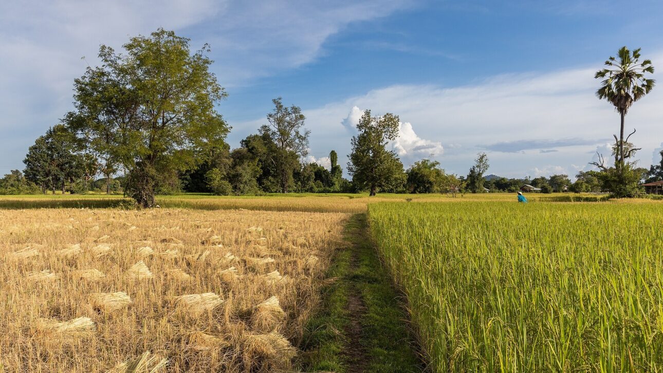 Rice fields, partly green and partly mature, ready for harvest, whose production directly influences food prices in Brazil. (Illustrative image)