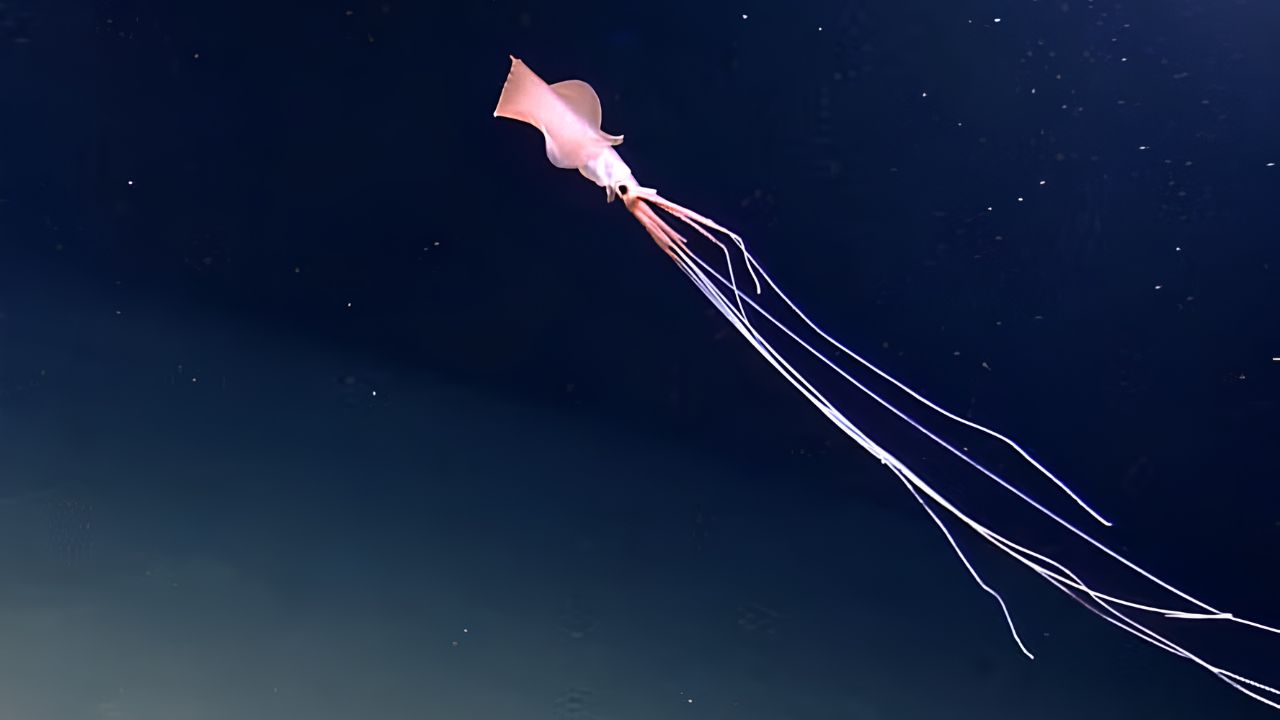 Pesquisadores registram lula gigante rara em vídeo de alta definição no Oceano Atlântico. Confira detalhes sobre este animal enigmático das profundezas.