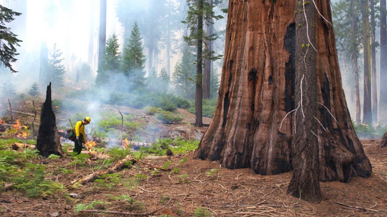 Estudo revela que sequoias expostas a queimadas controladas têm quatro vezes mais chances de sobrevivência após incêndios.