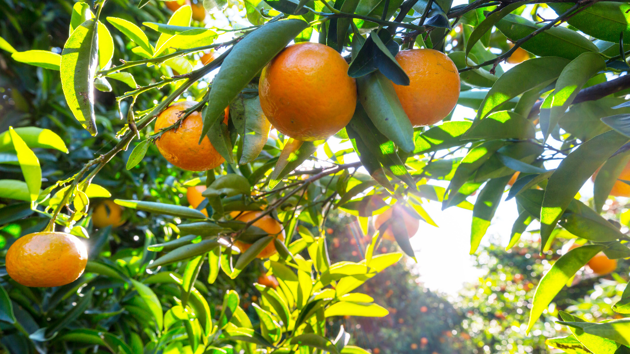 Tangerine, mexerica or bergamot? Understand the science behind the names of this fruit and discover the differences between the varieties found in Brazil. Tangerine, mexerica or bergamot? Understand the science behind the names of this fruit and discover the differences between the varieties found in Brazil.