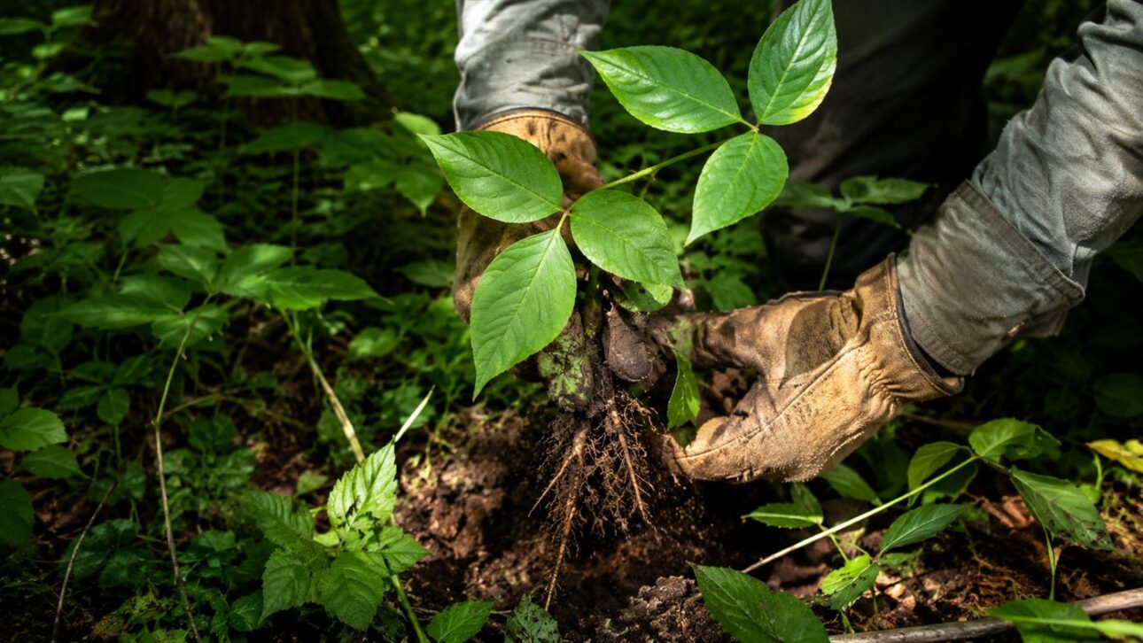 With gloves and long sleeves, the creator pulls the poisonous vine by the root.