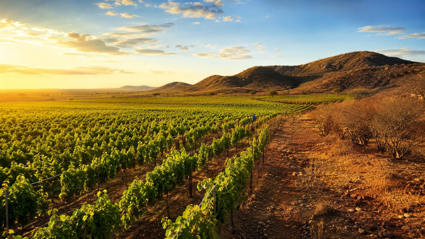 Vinho do sertão: o Vale do São Francisco colhe uva o ano todo no semiárido e responde por 98% da uva que o Brasil exporta, com 7 vinícolas.