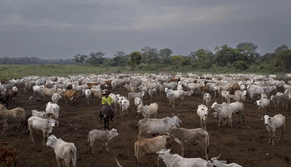 Peão a cavalo conduz grande rebanho de gado em pastagem cercada pela vegetação do Pantanal.