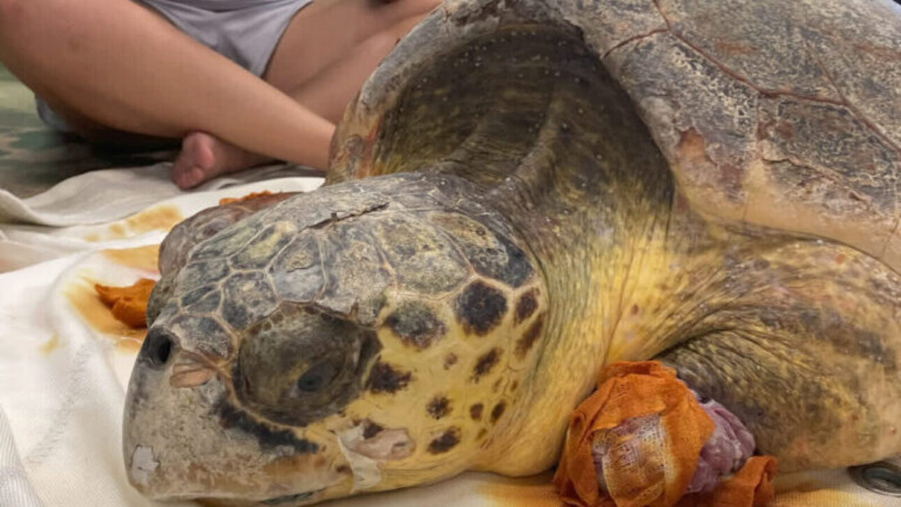Resgatada no momento em que era atacada por um tubarão, tartaruga perde sangue, passa quase três meses em tratamento com ferro e suplementos e consegue voltar ao mar após recuperação