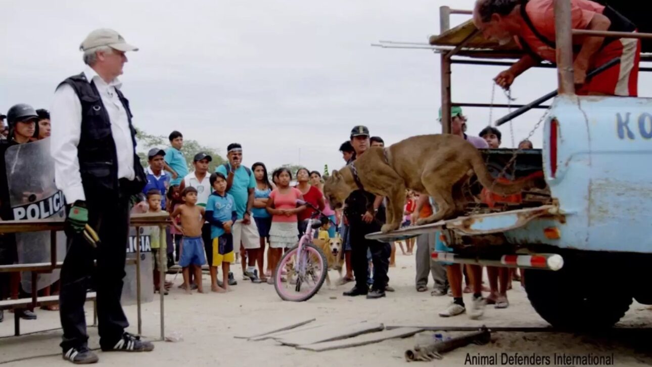 Defensores dos Animais Internacional