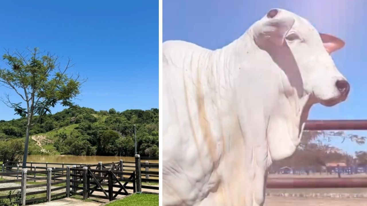 João Bosco mantém a Fazenda Chora Me Liga em Mato Grosso do Sul, com criação de gado Nelore e mais de uma década de atuação no agro.