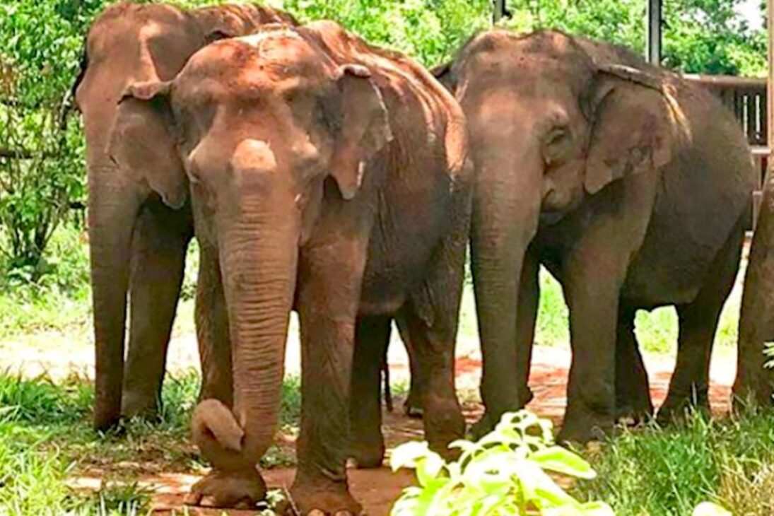 Elefanta Lady, de 46 anos, passou 40 anos em circos e aguardava deixar zoológico da Paraíba para viver em santuário na Chapada dos Guimarães.