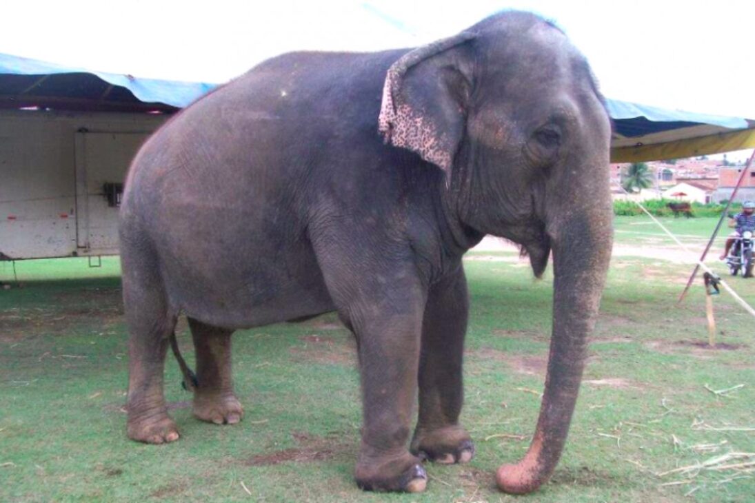 Elefanta Lady, de 46 anos, passou 40 anos em circos e aguardava deixar zoológico da Paraíba para viver em santuário na Chapada dos Guimarães.