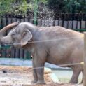 Elefanta Lady, de 46 anos, passou 40 anos em circos e aguardava deixar zoológico da Paraíba para viver em santuário na Chapada dos Guimarães.
