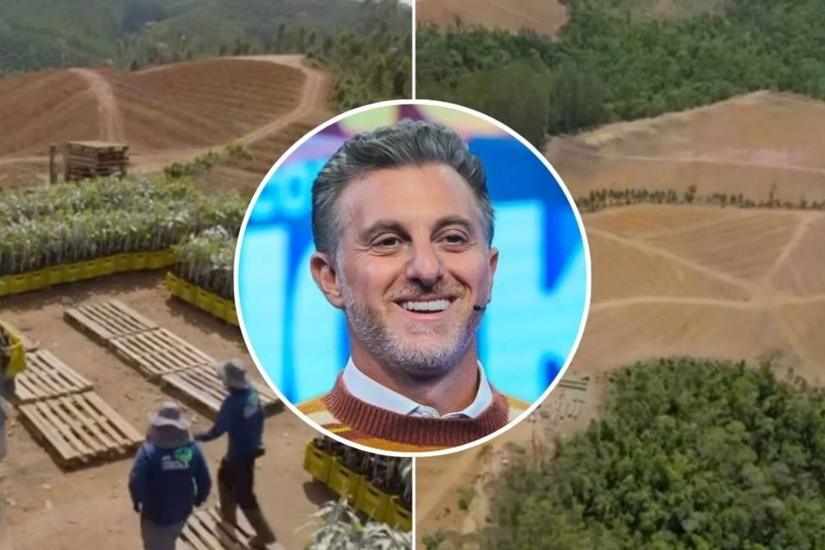 Luciano Huck prepara a primeira colheita de avocado Hass em 25 hectares da Fazenda Karacy, na Serra da Mantiqueira, prevista para outubro.