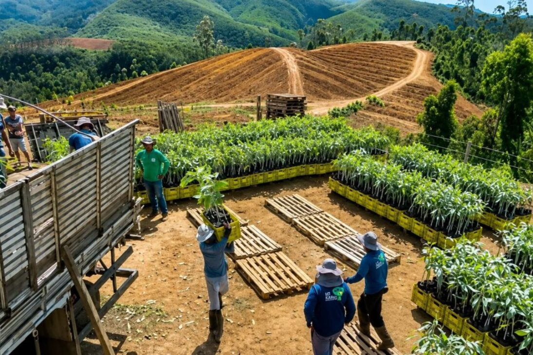 Luciano Huck prepara a primeira colheita de avocado Hass em 25 hectares da Fazenda Karacy, na Serra da Mantiqueira, prevista para outubro.