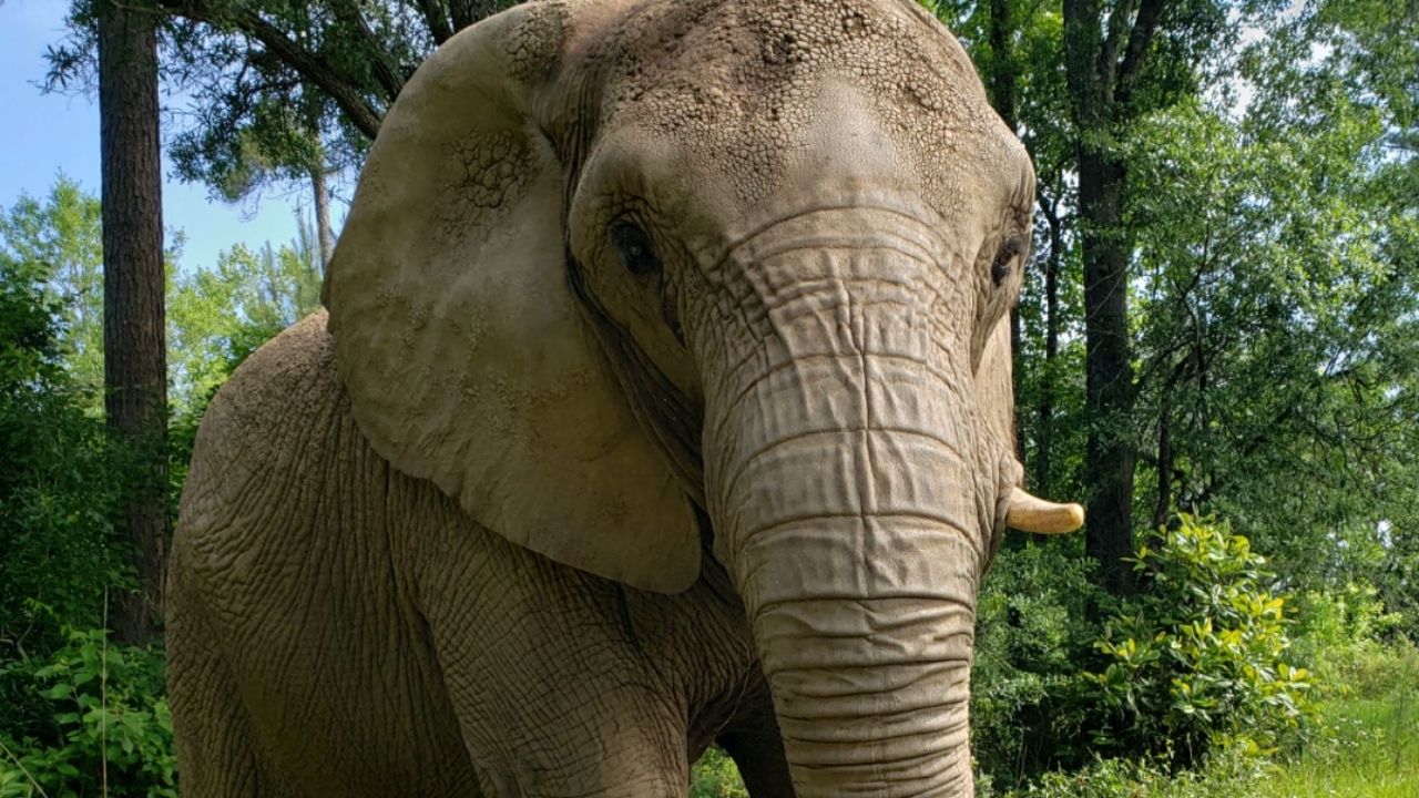 Após viver quase 35 anos sozinha em zoológico de Porto Rico, elefanta Mundi deixou um recinto de cerca de 1.400 metros quadrados, embarcou em um Boeing 747 e foi levada aos 41 anos para