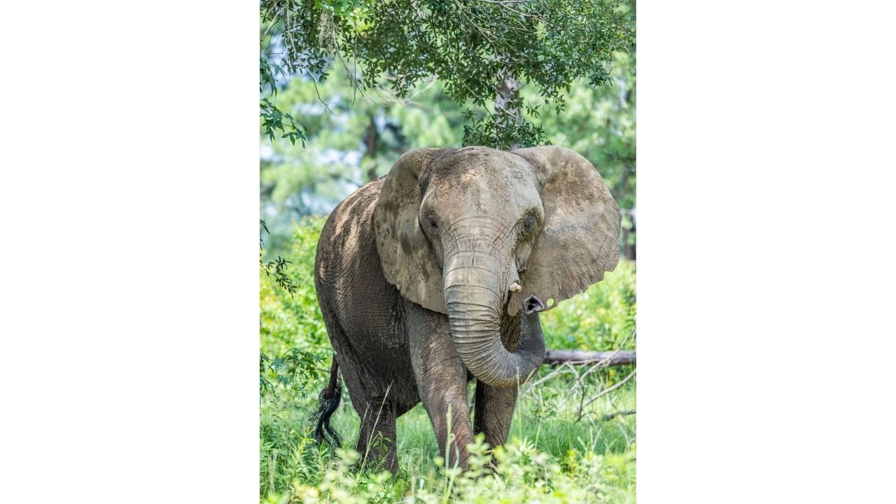 Após quase 35 anos sozinha, elefanta Mundi deixa zoológico de Porto Rico e chega a santuário na Geórgia.