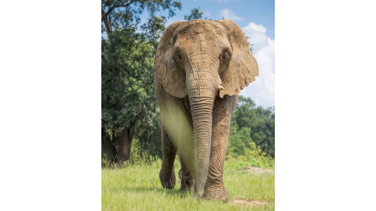 Após quase 35 anos sozinha, elefanta Mundi deixa zoológico de Porto Rico e chega a santuário na Geórgia.