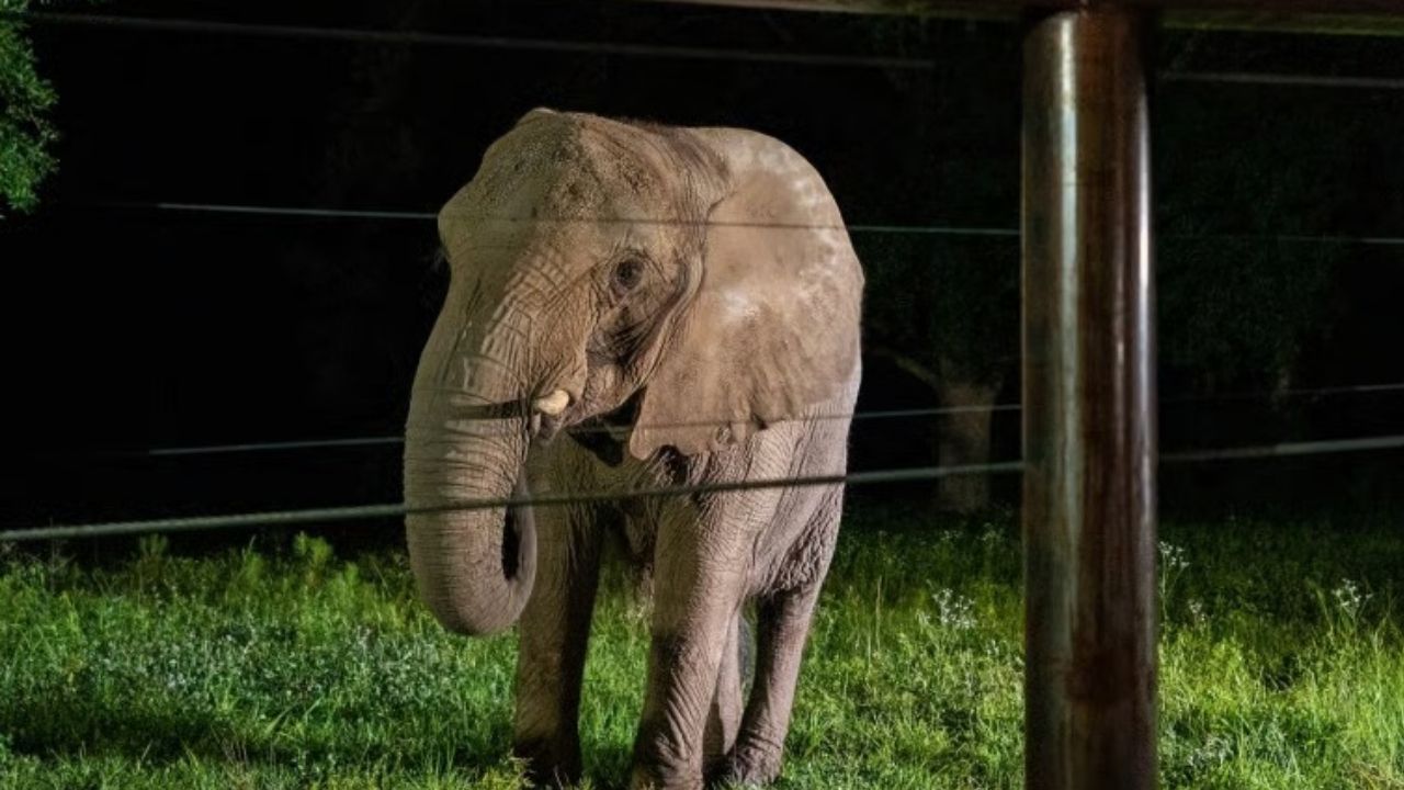 Após quase 35 anos sozinha, elefanta Mundi deixa zoológico de Porto Rico e chega a santuário na Geórgia.