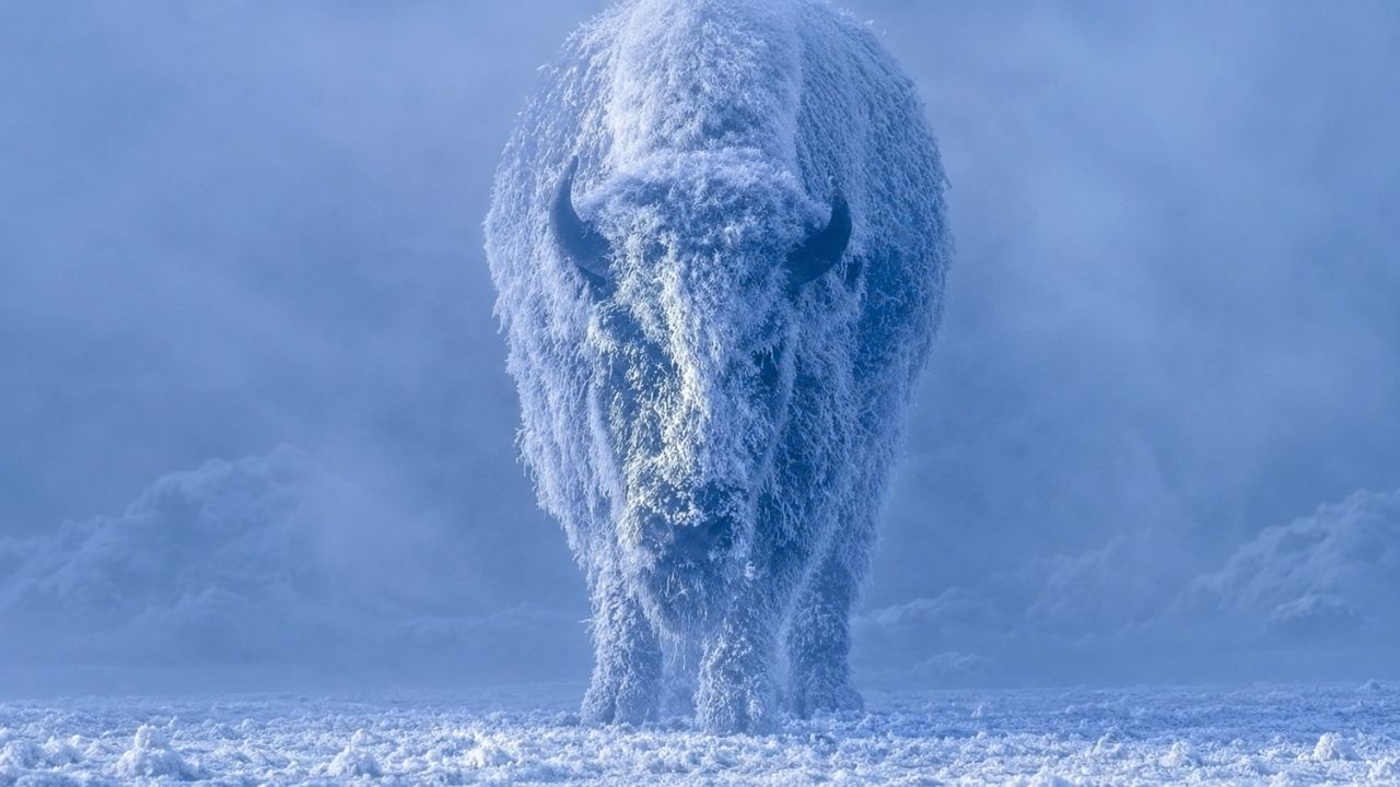 Bisões enfrentam nevascas e frio extremo com pelagem densa; comparação com gado mostra como o isolamento natural ajuda na sobrevivência.