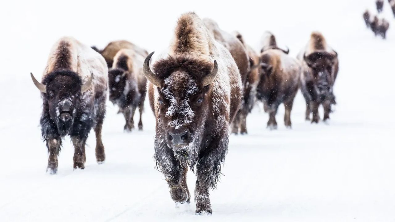 Bisões enfrentam nevascas e frio extremo com pelagem densa; comparação com gado mostra como o isolamento natural ajuda na sobrevivência.