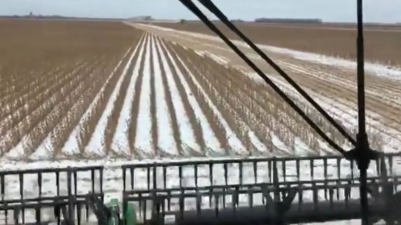 Colheitadeira enfrenta neve em Minnesota durante colheita de soja nos Estados Unidos e mostra por que frio extremo manteve a operação.