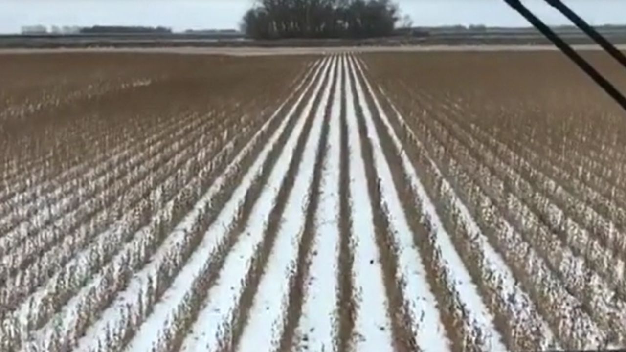 Colheitadeira enfrenta neve em Minnesota durante colheita de soja nos Estados Unidos e mostra por que frio extremo manteve a operação.