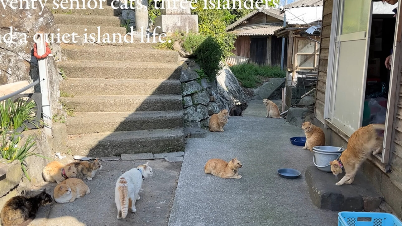 Em ilha de apenas 0,49 km², gatos chegaram a superar humanos em mais de 30 vezes e atraíram 700 visitantes por mês