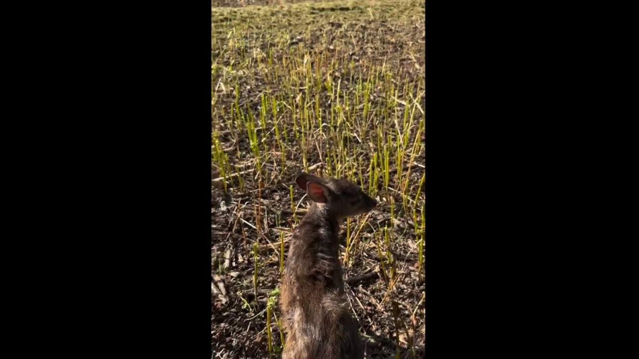 Enquanto trabalhava na lavoura, agrônomo encontra filhote de veado sozinho, leva o pequeno na colheitadeira e vive surpresa ao avistar a mãe, que aguardava a poucos metros no campo