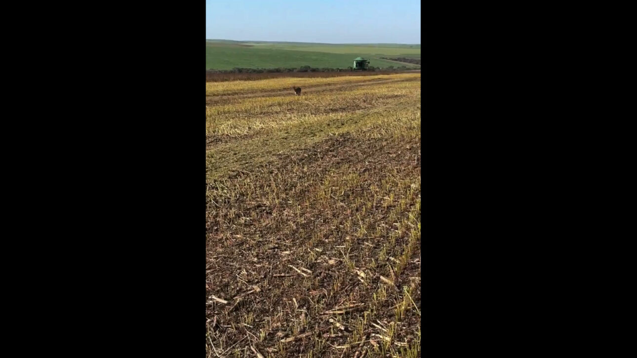 Enquanto trabalhava na lavoura, agrônomo encontra filhote de veado sozinho, leva o pequeno na colheitadeira e vive surpresa ao avistar a mãe, que aguardava a poucos metros no campo