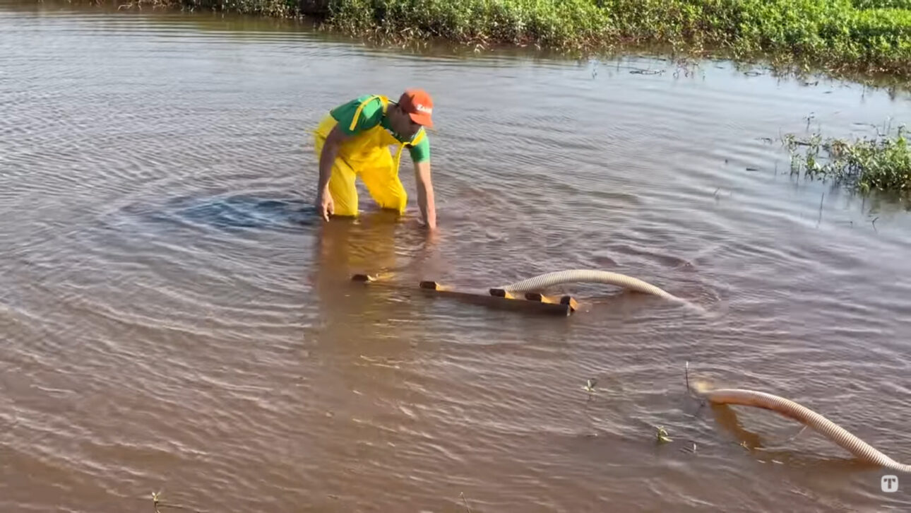 Três meses depois, Prefeitura começa a retirar tilápias colocadas irregularmente em lagoa de contenção com cerca de 140 mil litros de água para evitar que espécie exótica chegue a rios e córregos