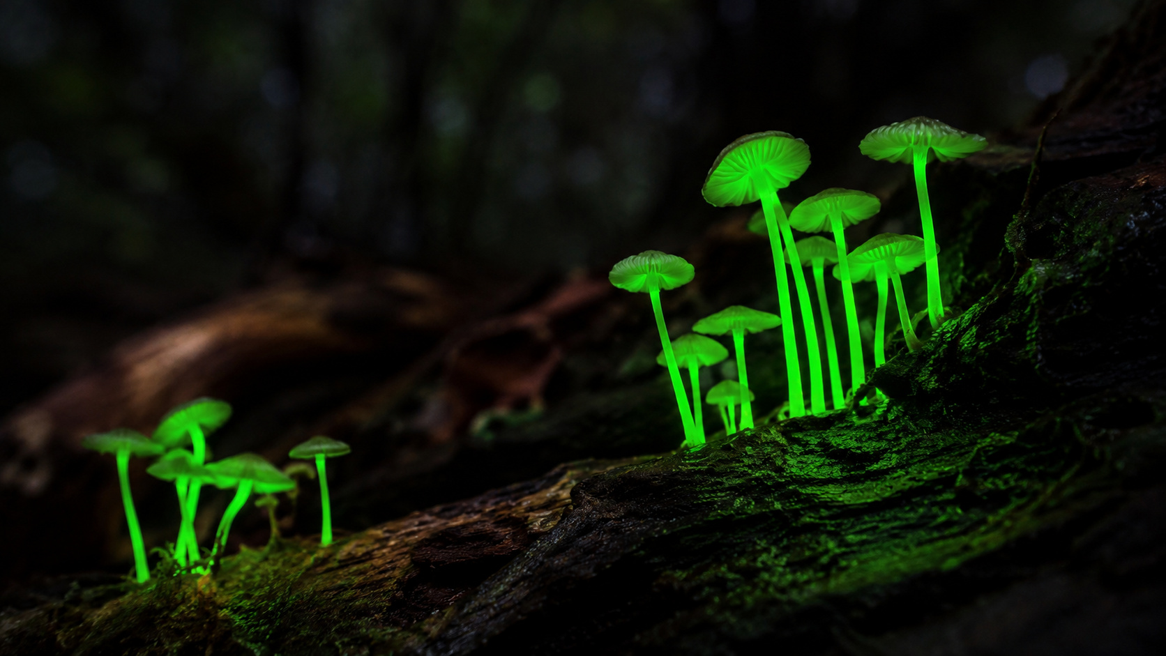 Cogumelos bioluminescentes brilham em verde sobre tronco úmido na Mata Atlântica de Iporanga, no interior de São Paulo.