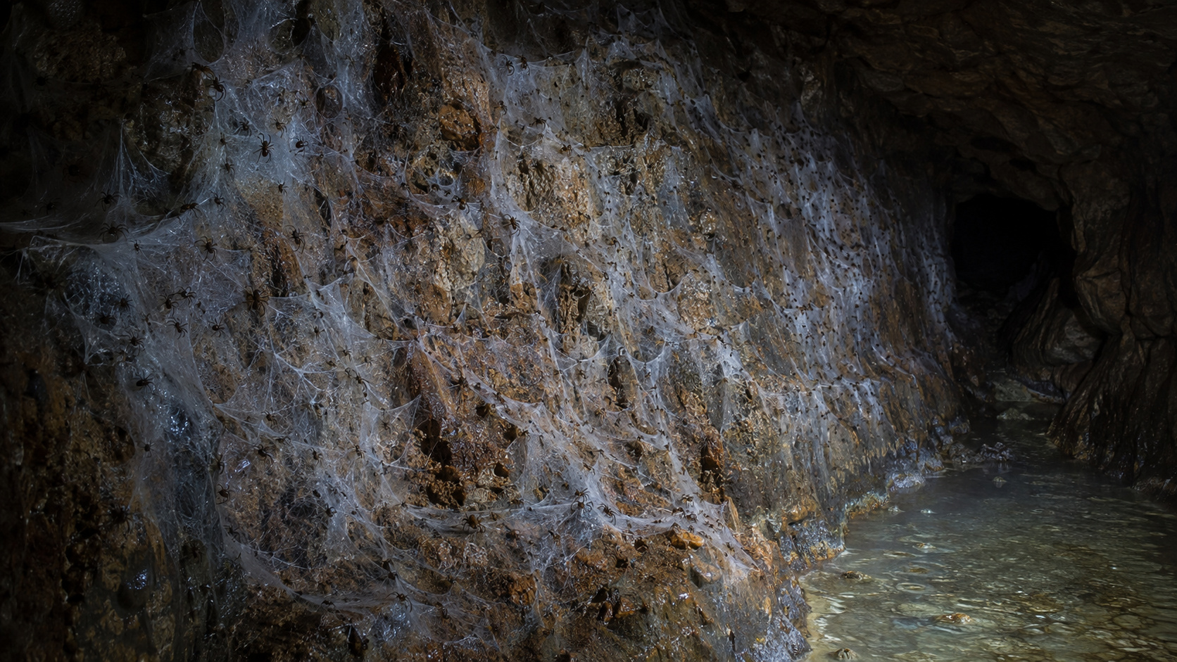 Teia colonial com milhares de aranhas cobrindo parede úmida da Caverna de Enxofre, entre Albânia e Grécia.