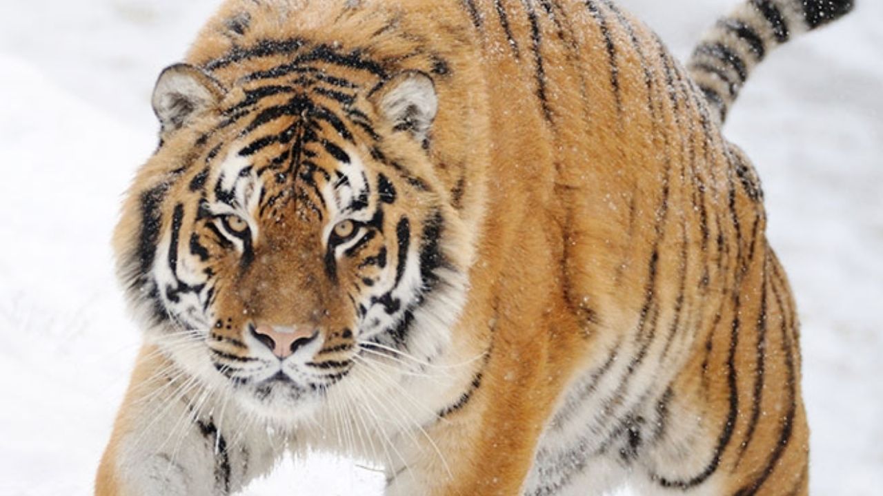 Guinness World Records aponta o tigre-siberiano como maior felino selvagem e compara tigre-de-bengala e tigre em cativeiro.