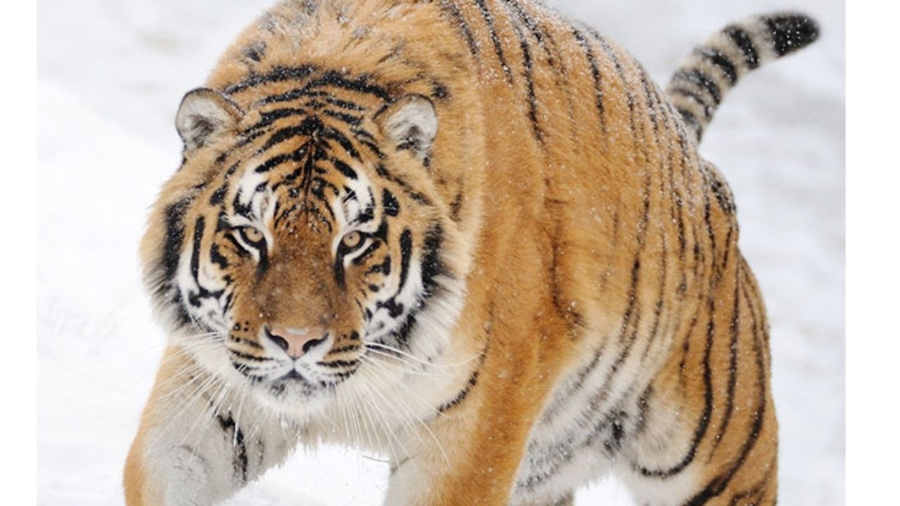 Guinness World Records aponta o tigre-siberiano como maior felino selvagem e compara tigre-de-bengala e tigre em cativeiro.