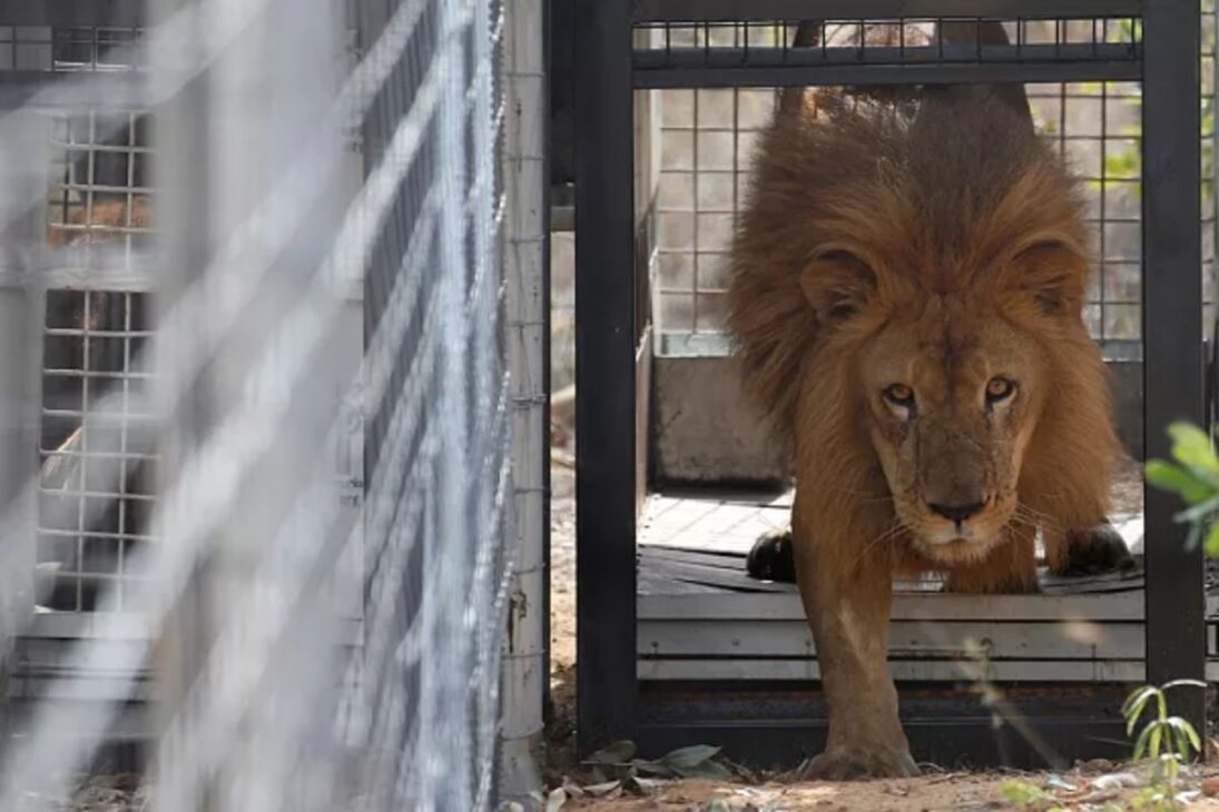 33 leões resgatados de circos do Peru e da Colômbia foram levados à África do Sul no maior transporte aéreo de leões já realizado até então.