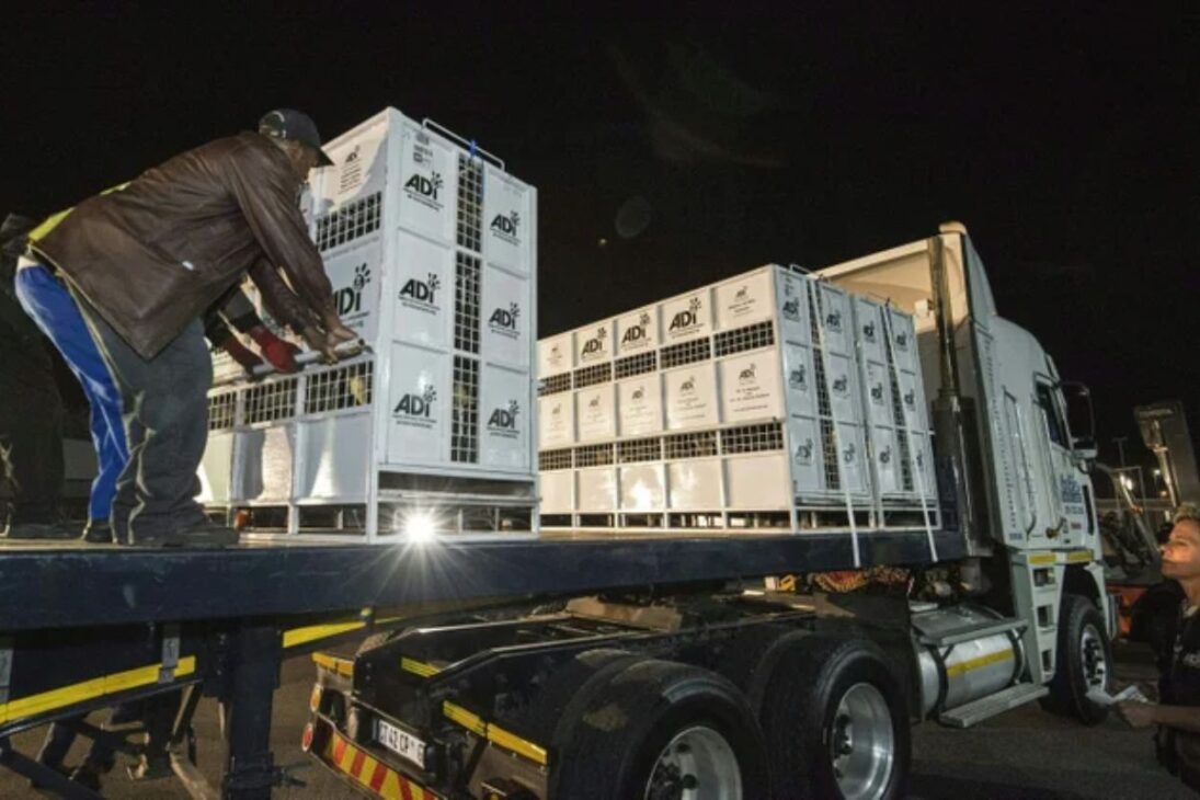 33 leões resgatados de circos do Peru e da Colômbia foram levados à África do Sul no maior transporte aéreo de leões já realizado até então.